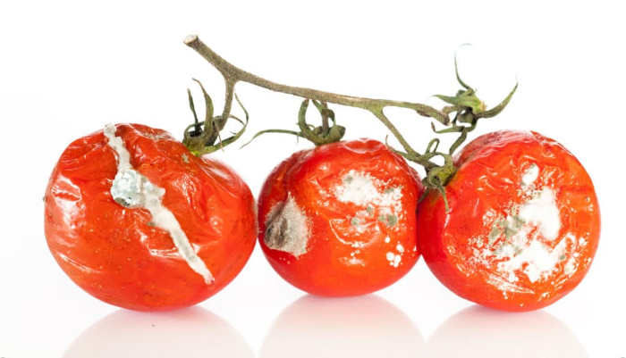 Tomates podridos con moho
